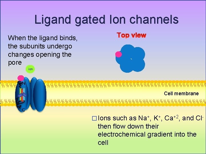 Ligand gated Ion channels When the ligand binds, the subunits undergo changes opening the