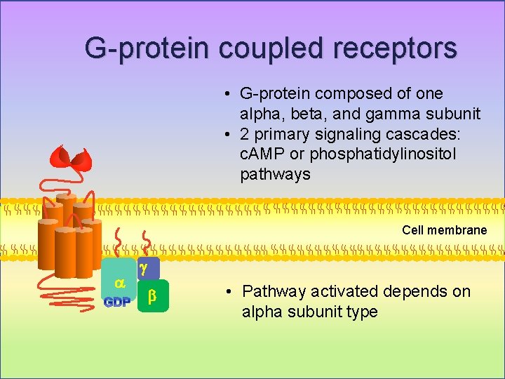 G-protein coupled receptors • G-protein composed of one alpha, beta, and gamma subunit •