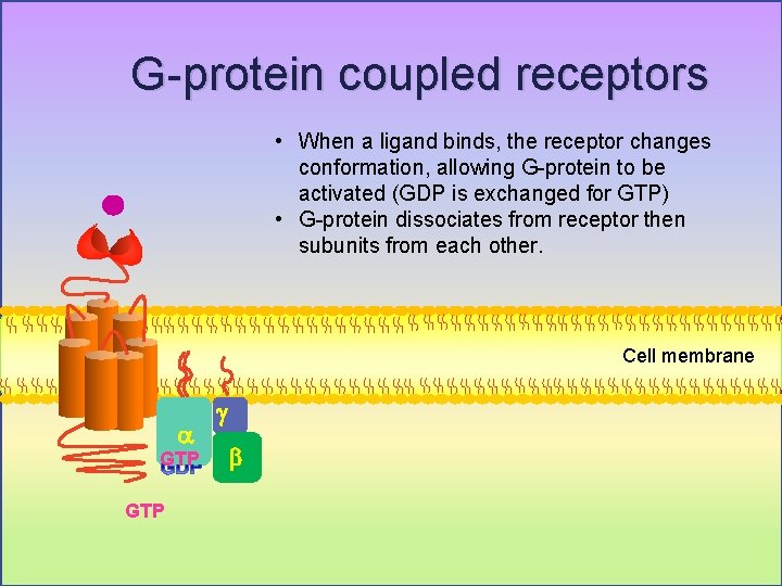 G-protein coupled receptors • When a ligand binds, the receptor changes conformation, allowing G-protein