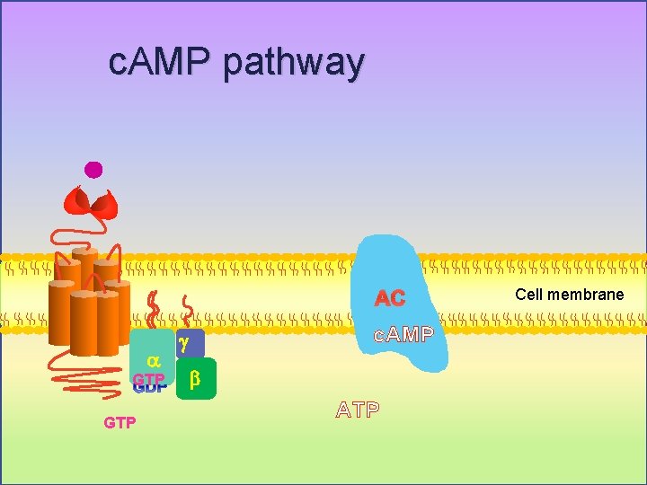 c. AMP pathway AC a GTP c. AMP g b ATP Cell membrane 
