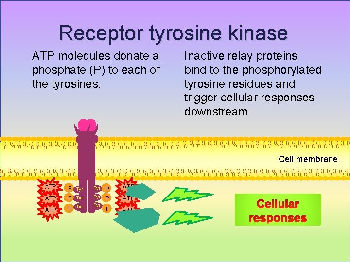 Receptor tyrosine kinase ATP molecules donate a phosphate (P) to each of the tyrosines.