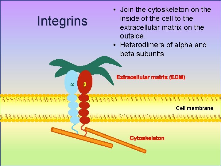 Integrins a • Join the cytoskeleton on the inside of the cell to the