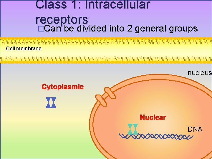 Class 1: Intracellular receptors �Can be divided into 2 general groups �Nuclear and cytoplasmic