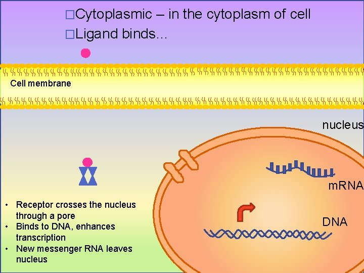 �Cytoplasmic – in the cytoplasm of cell �Ligand binds… Cell membrane nucleus m. RNA