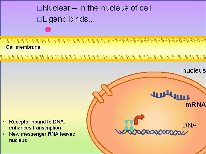�Nuclear – in the nucleus of cell �Ligand binds… Cell membrane nucleus m. RNA