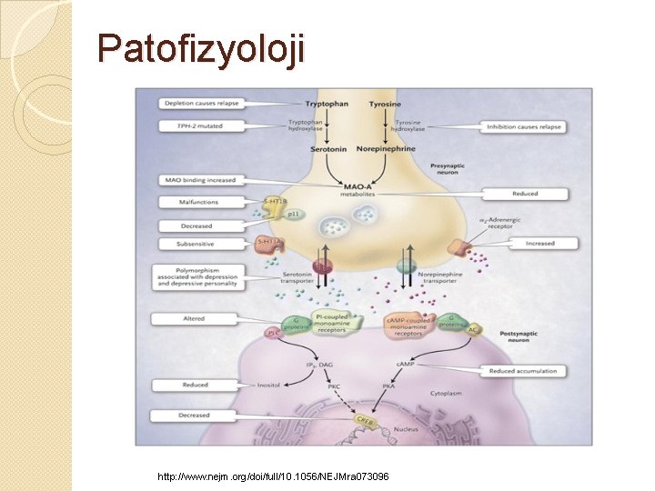 Patofizyoloji http: //www. nejm. org/doi/full/10. 1056/NEJMra 073096 