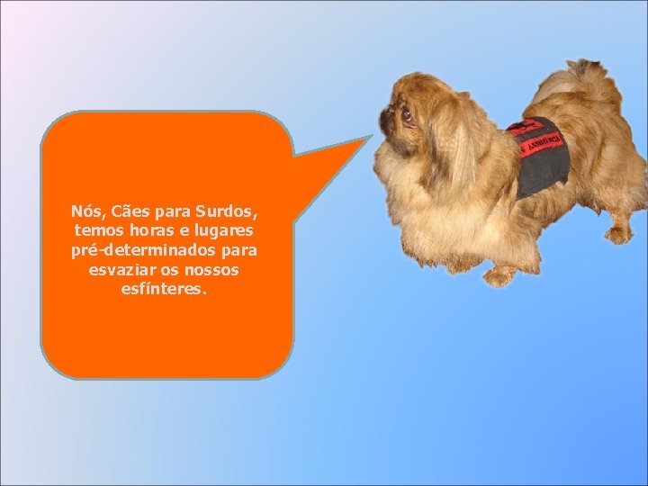 Nós, Cães para Surdos, temos horas e lugares pré-determinados para esvaziar os nossos esfínteres.