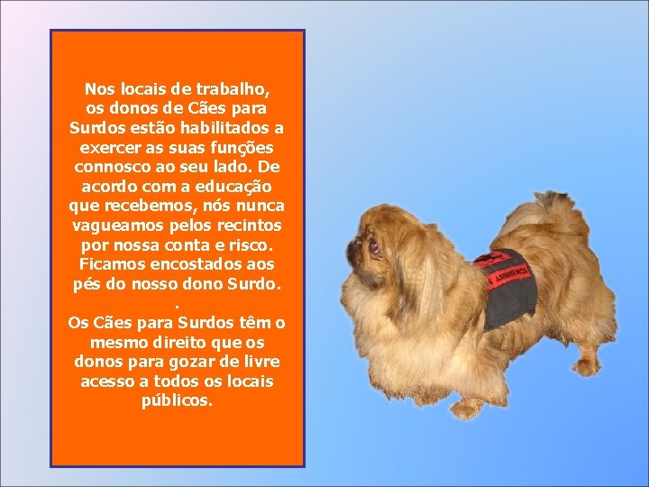 Nos locais de trabalho, os donos de Cães para Surdos estão habilitados a exercer