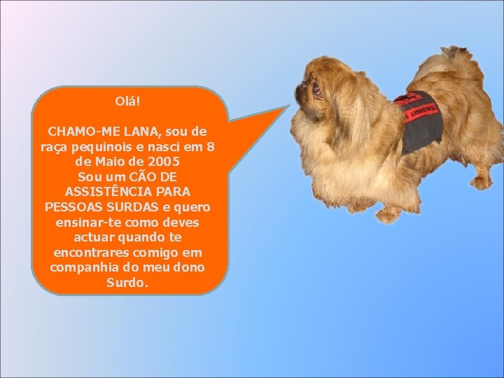 Olá! CHAMO-ME LANA, sou de raça pequinois e nasci em 8 de Maio de