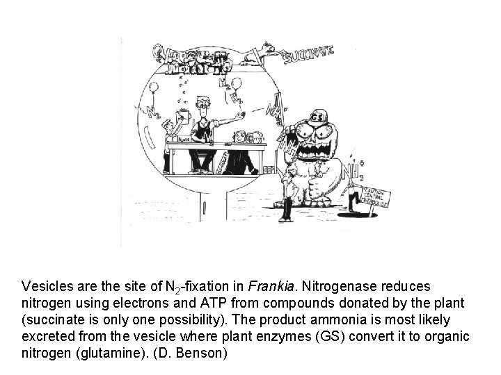 Vesicles are the site of N 2 -fixation in Frankia. Nitrogenase reduces nitrogen using