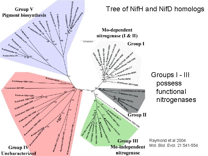 Tree of Nif. H and Nif. D homologs Groups I - III possess functional