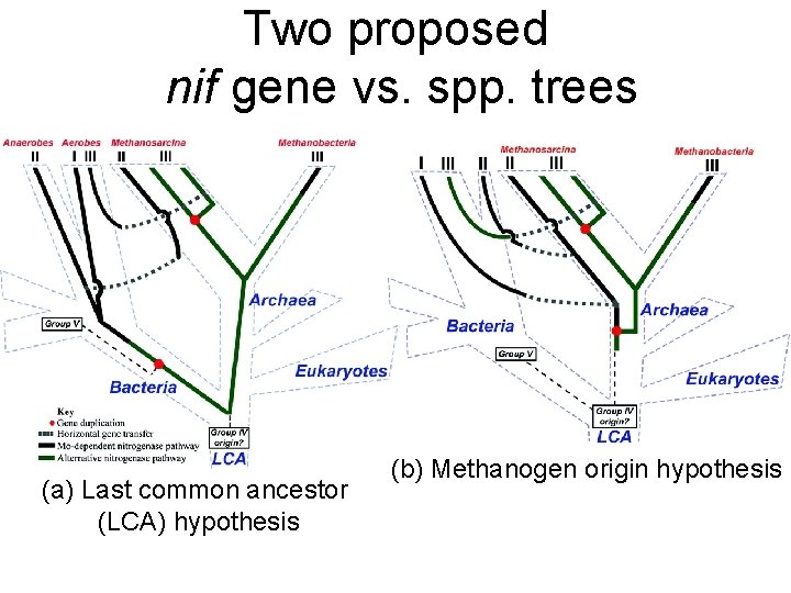 Two proposed nif gene vs. spp. trees (a) Last common ancestor (LCA) hypothesis (b)