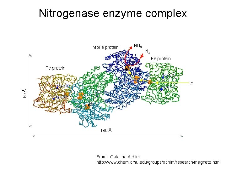 Nitrogenase enzyme complex Mo. Fe protein NH 3 N 2 Fe protein 65 Å