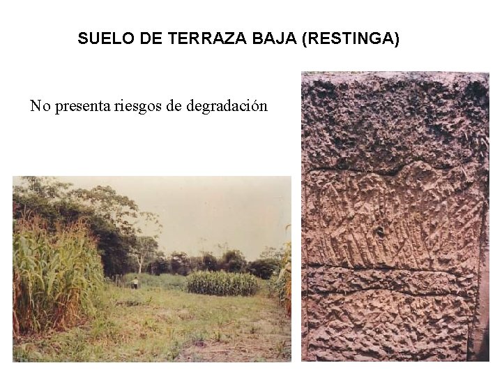 SUELO DE TERRAZA BAJA (RESTINGA) No presenta riesgos de degradación 