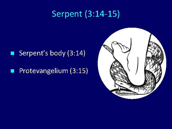 Serpent (3: 14 -15) n Serpent’s body (3: 14) n Protevangelium (3: 15) 