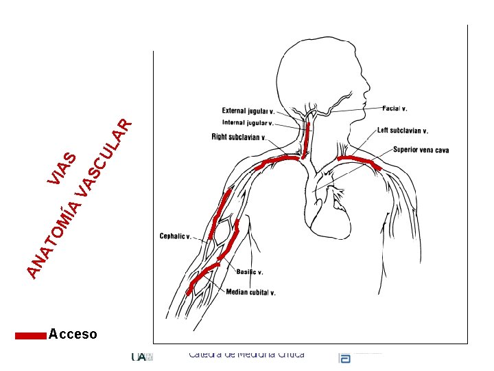 AR VI OM AS ÍA VA SC UL AT AN Acceso Cátedra de Medicina