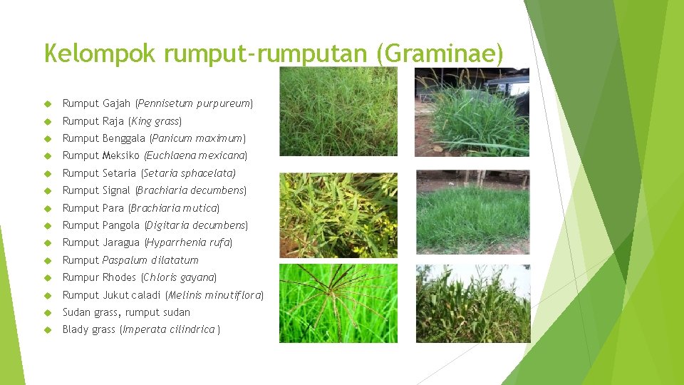 Kelompok rumput-rumputan (Graminae) Rumput Gajah (Pennisetum purpureum) Rumput Raja (King grass) Rumput Benggala (Panicum
