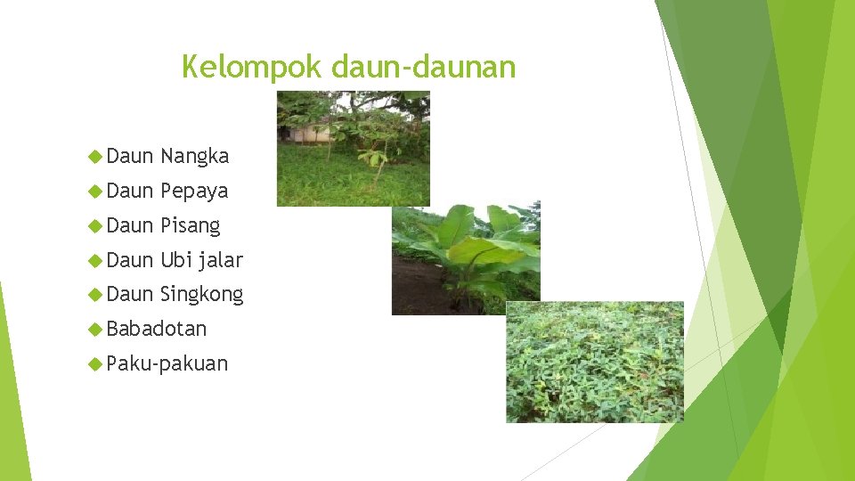 Kelompok daun-daunan Daun Nangka Daun Pepaya Daun Pisang Daun Ubi jalar Daun Singkong Babadotan