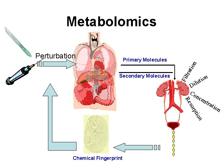 Metabolomics Perturbation Fil Secondary Molecules tra tio n Primary Molecules on pti sor Re