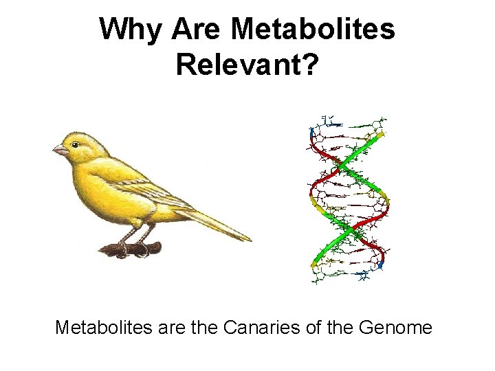 Why Are Metabolites Relevant? Metabolites are the Canaries of the Genome 