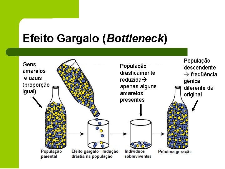 Efeito Gargalo (Bottleneck) Gens amarelos e azuis (proporção igual) População drasticamente reduzida apenas alguns