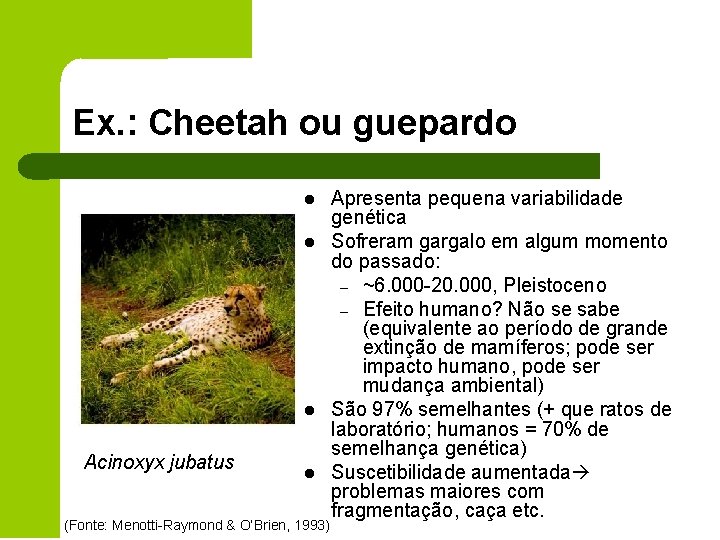 Ex. : Cheetah ou guepardo l l l Acinoxyx jubatus l (Fonte: Menotti-Raymond &