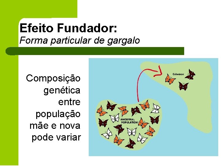 Efeito Fundador: Forma particular de gargalo Composição genética entre população mãe e nova pode