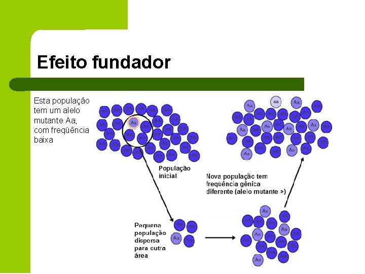 Efeito fundador Esta população tem um alelo mutante Aa, com freqüência baixa 