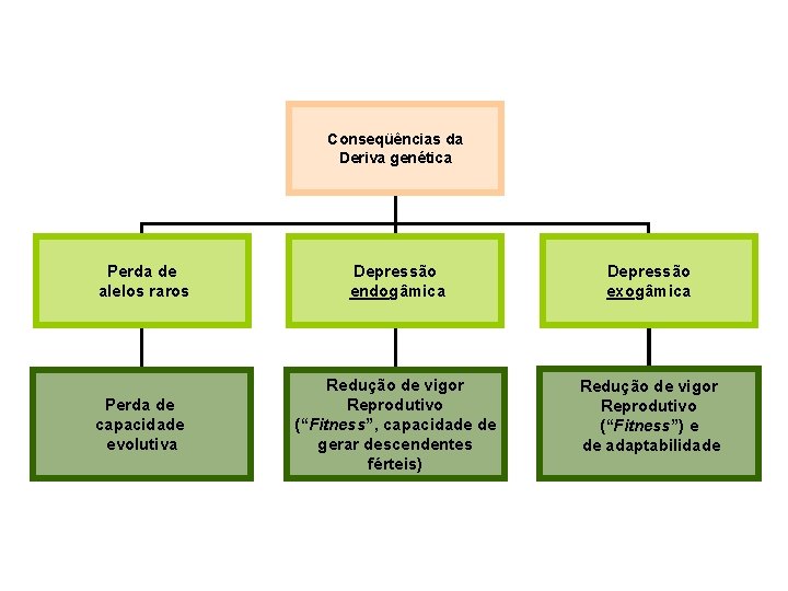 Conseqüências da Deriva genética Perda de alelos raros Depressão endogâmica Depressão exogâmica Perda de