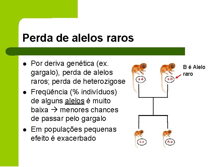 Perda de alelos raros l l l Por deriva genética (ex. gargalo), perda de