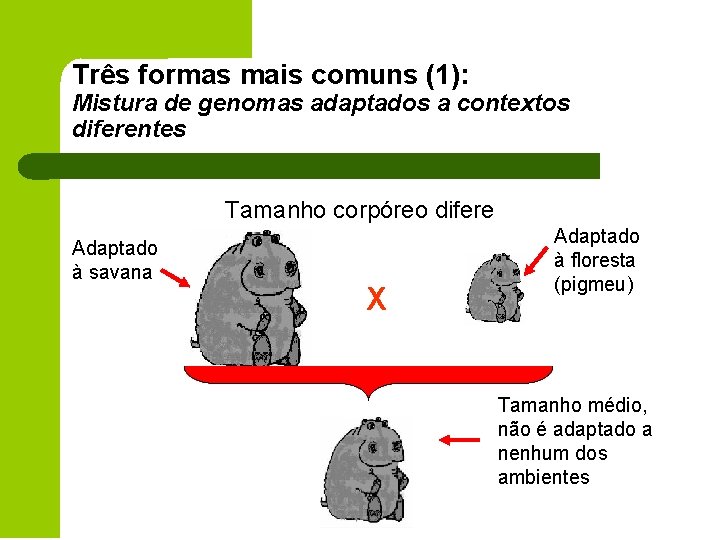 Três formas mais comuns (1): Mistura de genomas adaptados a contextos diferentes Tamanho corpóreo