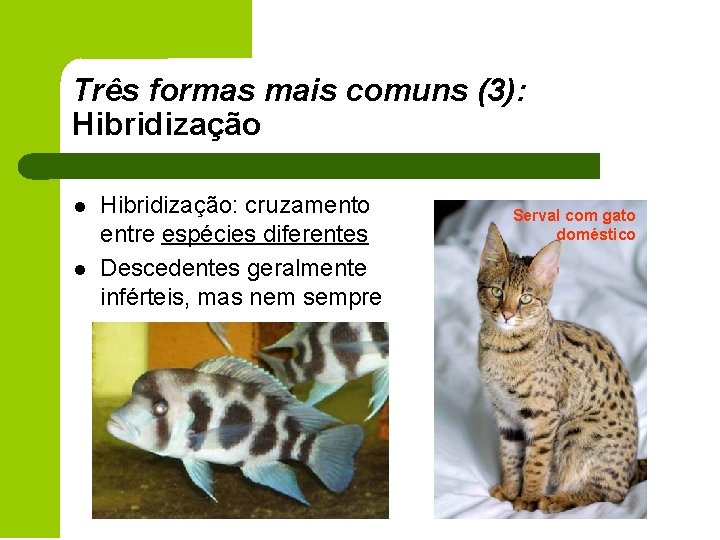 Três formas mais comuns (3): Hibridização l l Hibridização: cruzamento entre espécies diferentes Descedentes