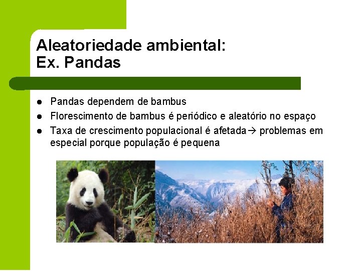 Aleatoriedade ambiental: Ex. Pandas l l l Pandas dependem de bambus Florescimento de bambus