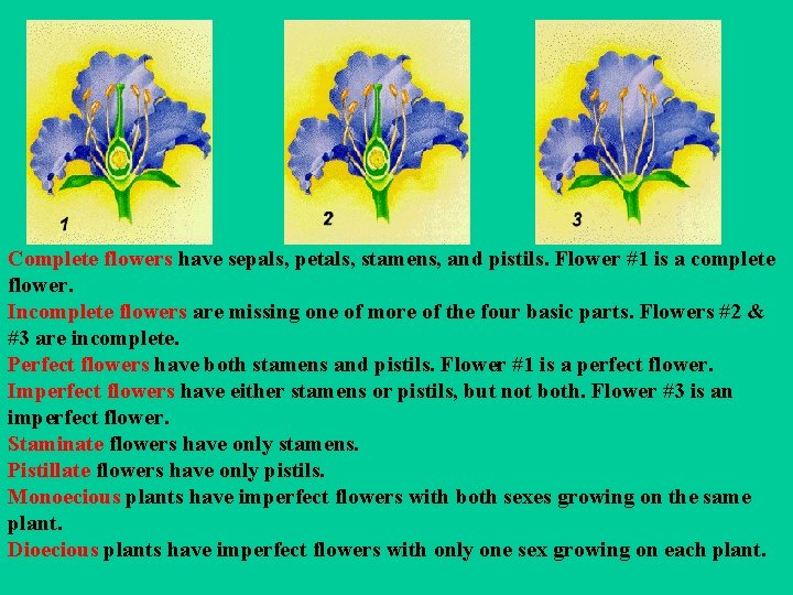 Complete flowers have sepals, petals, stamens, and pistils. Flower #1 is a complete flower.