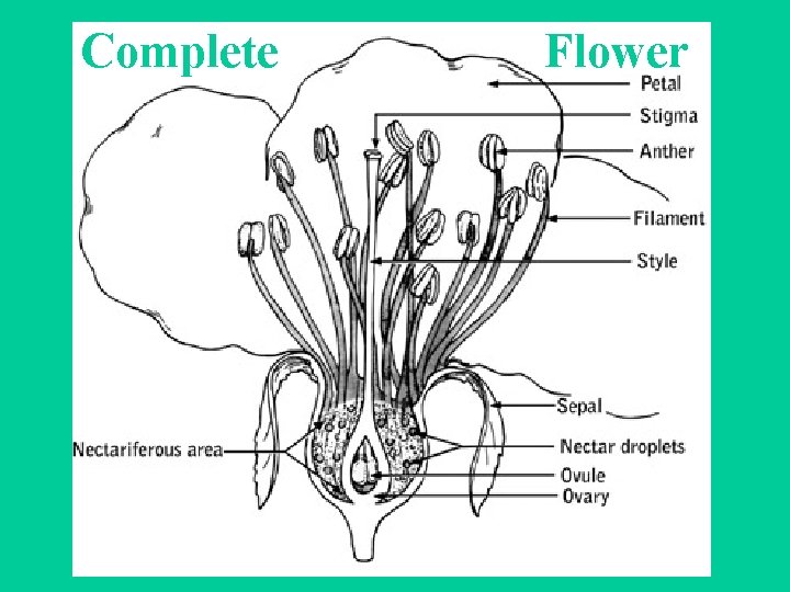 Complete Flower 