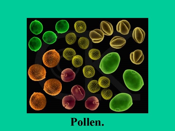 Pollen. 