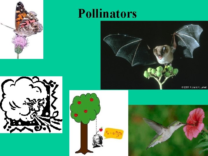 Pollinators 