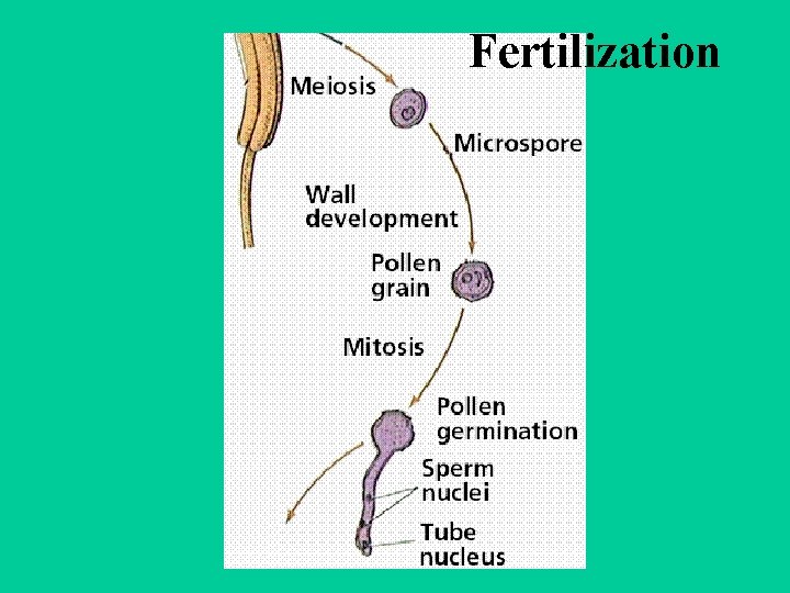 Plant Reproduction Mostly About Reproductive Organs in Plants