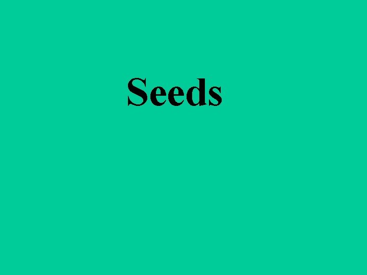 Seeds 