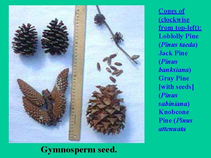 Cones of (clockwise from top-left): Loblolly Pine (Pinus taeda) Jack Pine (Pinus banksiana) Gray