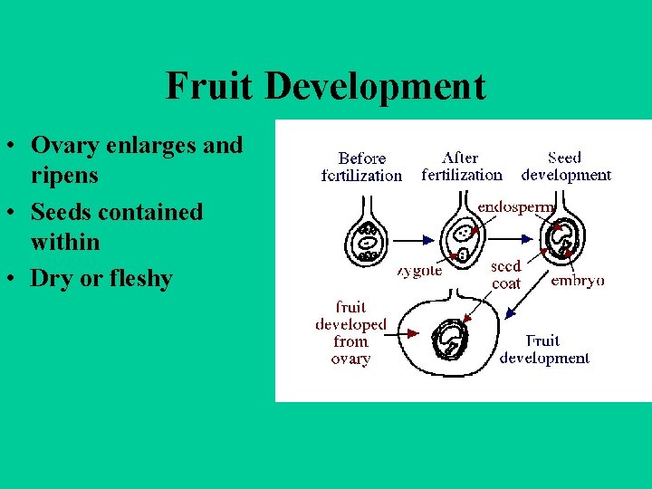 Fruit Development • Ovary enlarges and ripens • Seeds contained within • Dry or