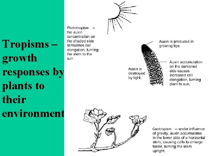 Tropisms – growth responses by plants to their environment 