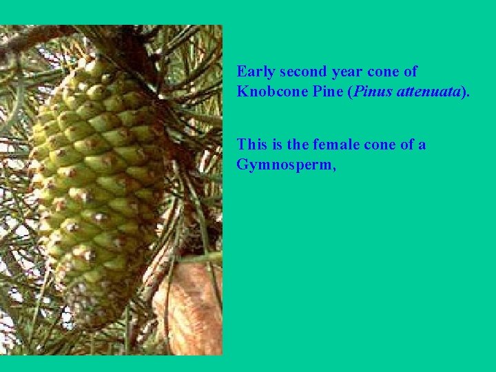 Early second year cone of Knobcone Pine (Pinus attenuata). This is the female cone