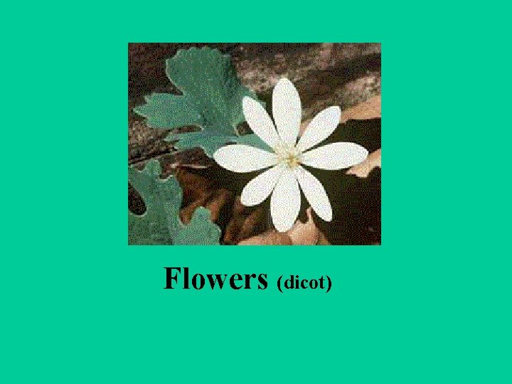 Flowers (dicot) 
