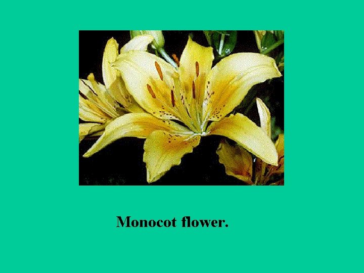 Monocot flower. 