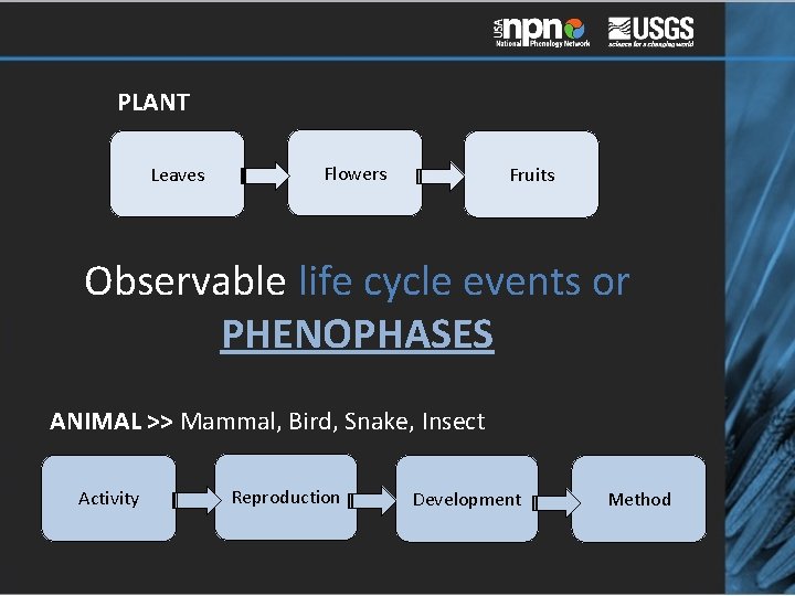 PLANT Leaves Flowers Fruits Observable life cycle events or PHENOPHASES ANIMAL >> Mammal, Bird,