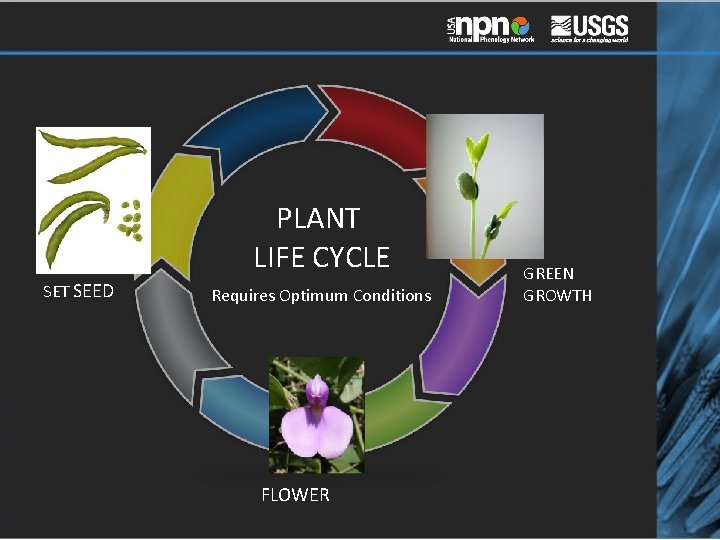 PLANT LIFE CYCLE SET SEED Requires Optimum Conditions FLOWER GREEN GROWTH 