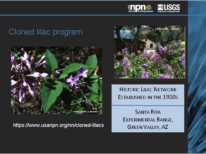 Cloned lilac program Photo credit: L. Barnett HISTORIC LILAC NETWORK ESTABLISHED IN THE 1950