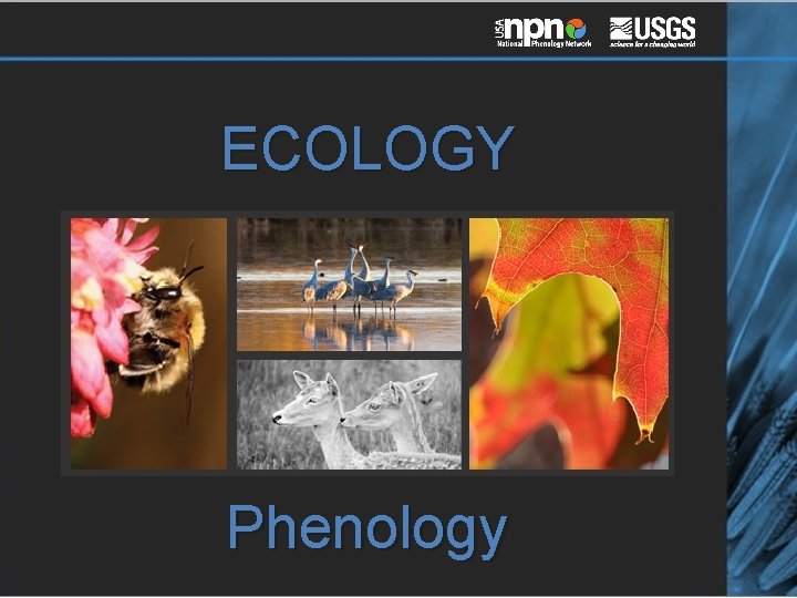 ECOLOGY Phenology 