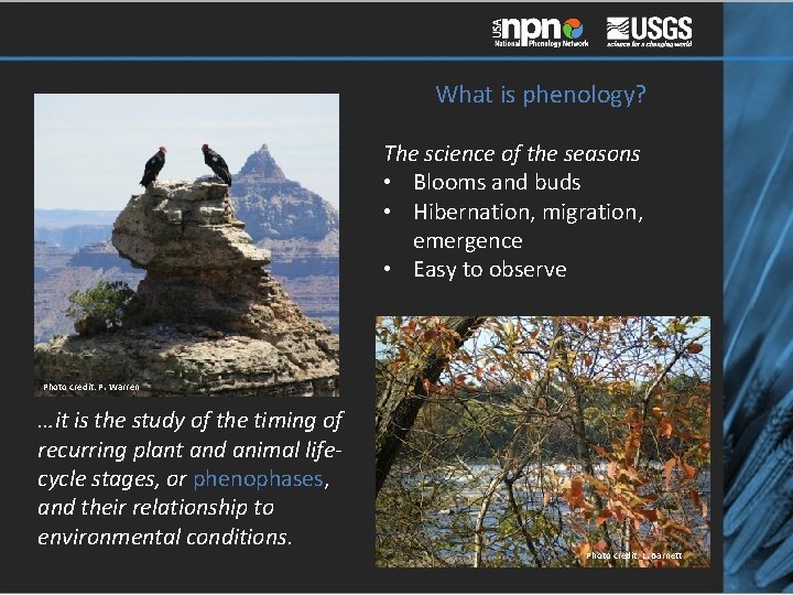 What is phenology? The science of the seasons • Blooms and buds • Hibernation,